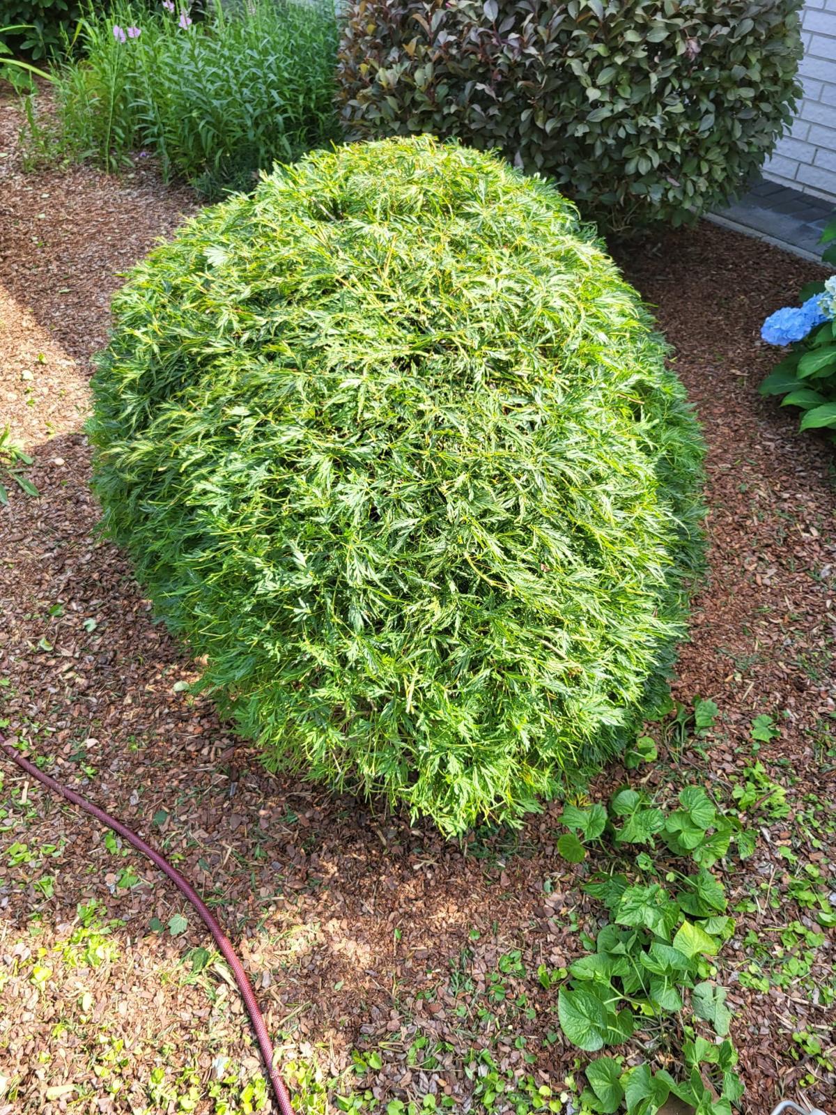 Moderner Garten nach der Pflege