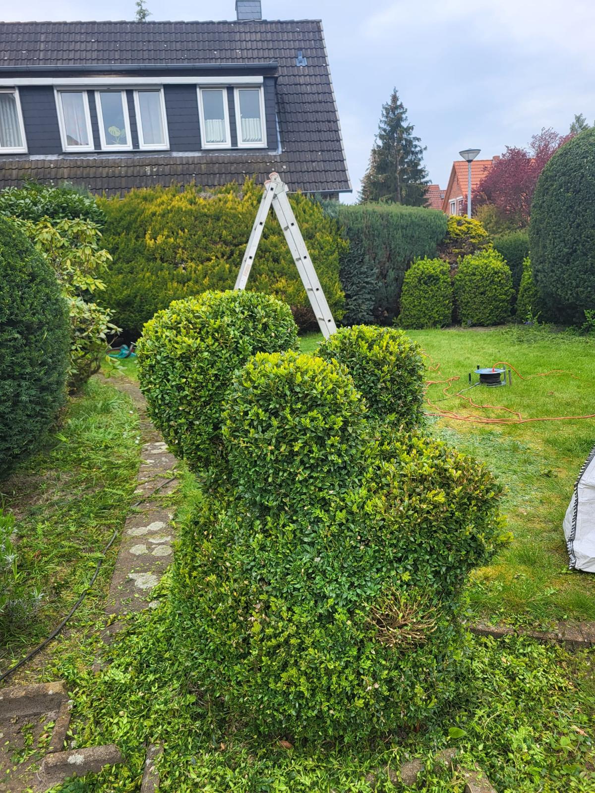 Professioneller Formschnitt einer Hecke