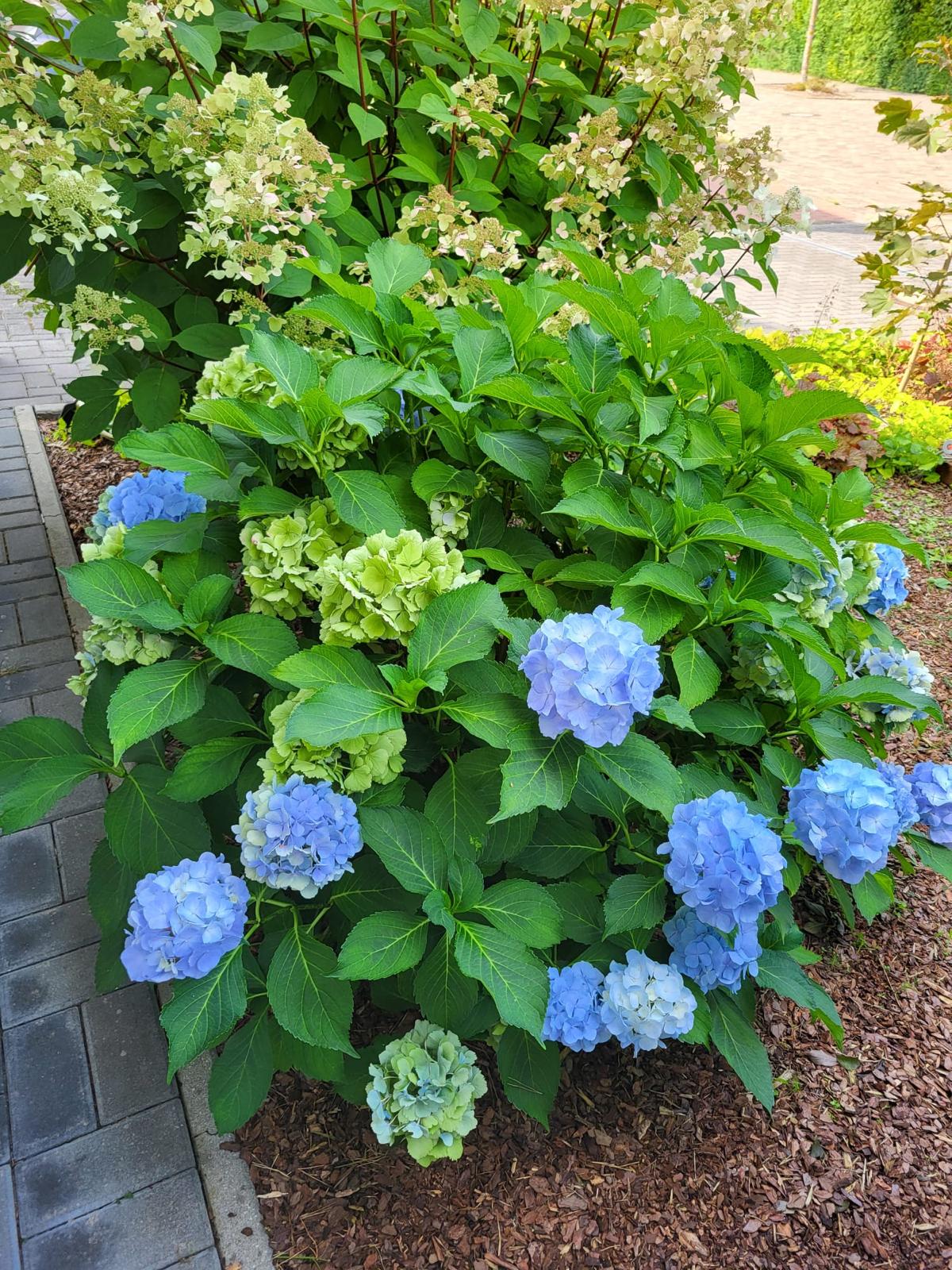Sauber gepflegte Gartenhecke